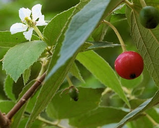 cara mengolah daun kersen untuk kolesterol,cara merebus daun kersen untuk diabetes,daun kersen untuk asam urat,daun kersen untuk luka,efek samping daun kersen,