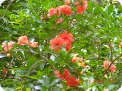 DSCN7659