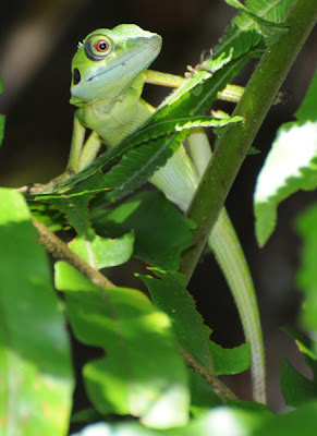 Green Crested Lizard (Bronchocela cristatella)