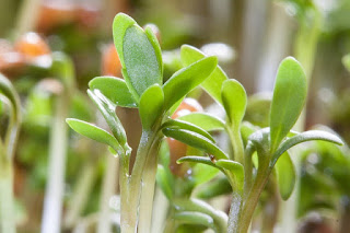 Cress Plant