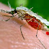 Vòng đời của muỗi truyền bệnh