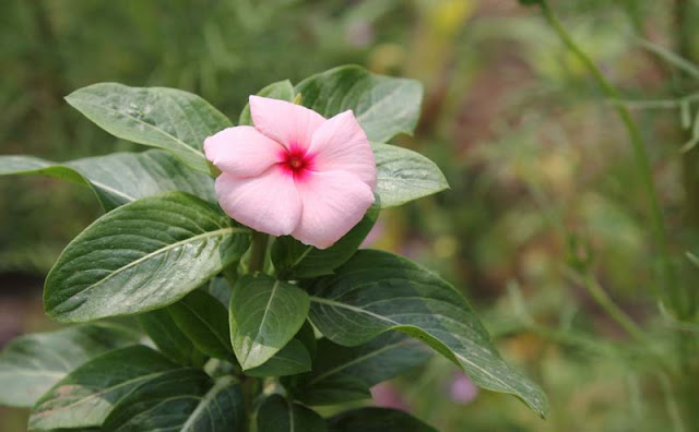 Vinca Flowers Pictures