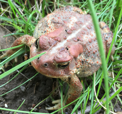 A big warty toad