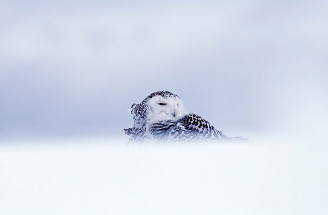 Wow! Lindas fotos de animais selvagens