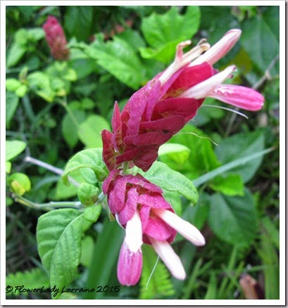 05-07-shrimp-plant