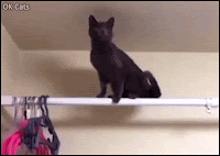 Hilarious Cat GIF • Clumsy black cat hanging on a bar, he can't get himself back down [ok-cats.com]