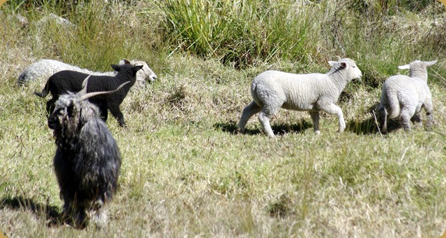 Next door's sheep and the tattiest looking goat ever - Blackberry