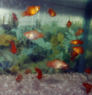  southern platy picture