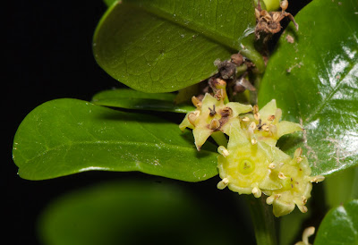 Coronillo Scutia buxifolia