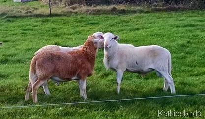 10-20-14 Sheep