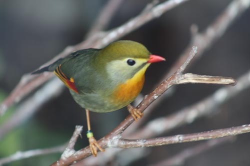 Toronto Zoo Birds. (Pekin Robin)