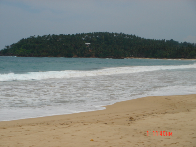 whale watching in sri lanka. the down south Sri lanka.