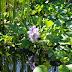 The Water Hyacinth