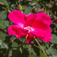 View album