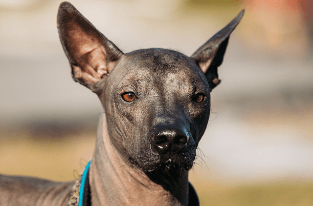 "Close-up of a beautiful Xoloitzcuintli dog with a hairless coat and an alert expression, a rare and ancient breed with a unique appearance and a loyal personality."