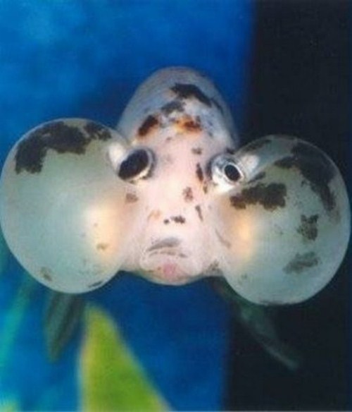 beautiful Bubble Eye Goldfish