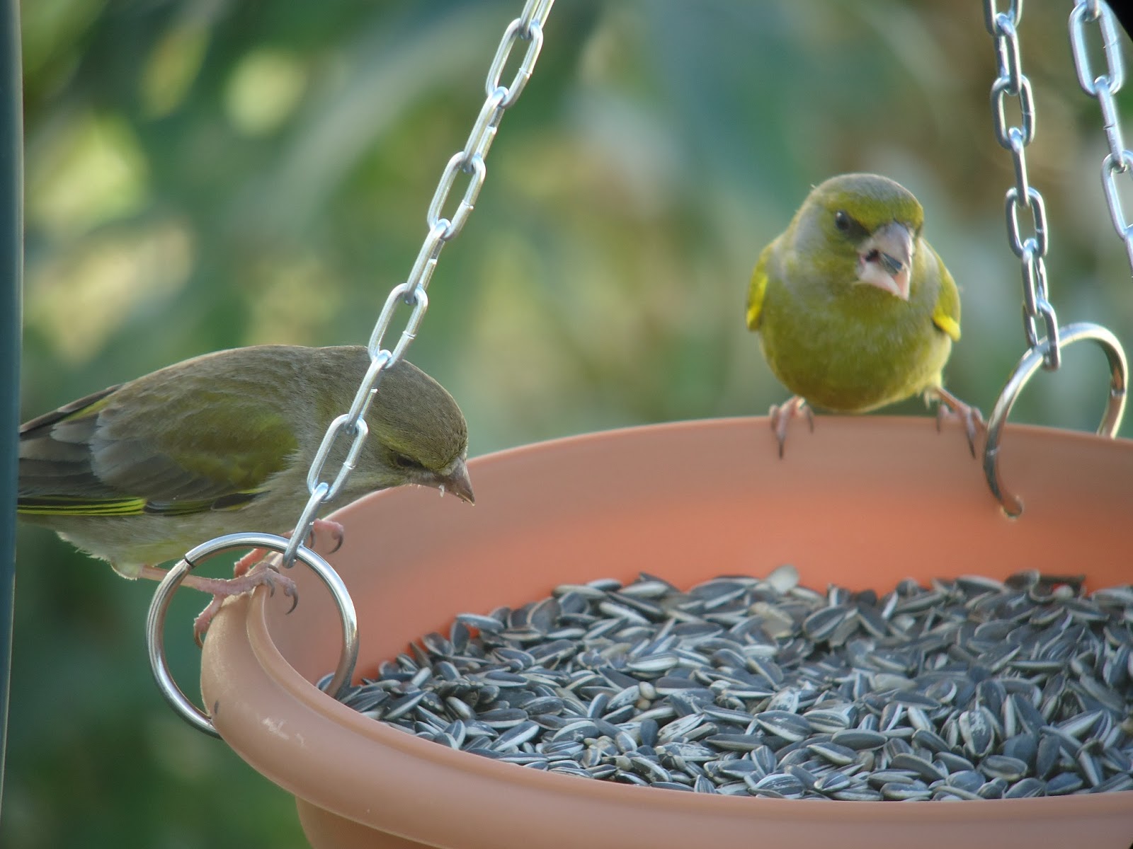 Comedouros De Sebo Para Aves