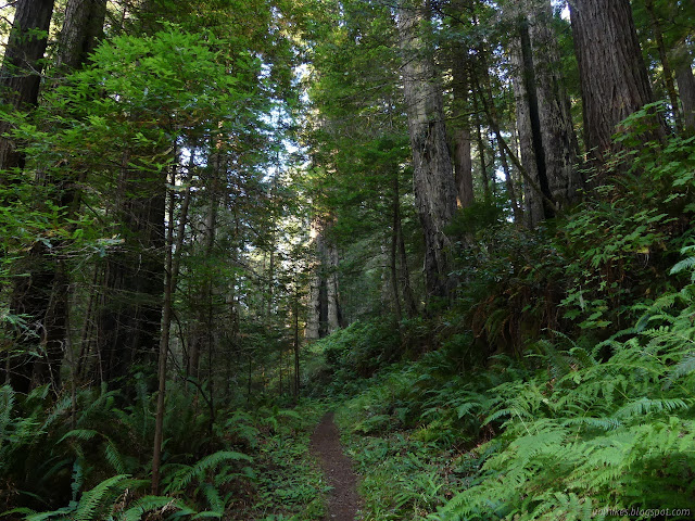 road cut trail