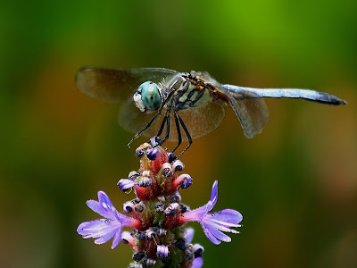 Blue dasher