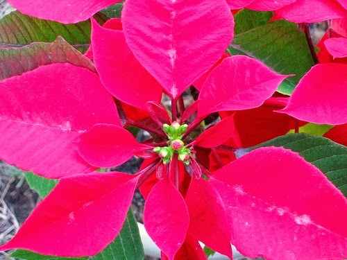 How to Care for Poinsettias  Phillip39;s Natural World 1.0.3