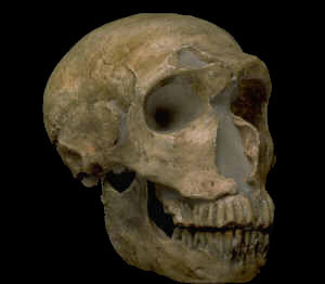 Neanderthal skull