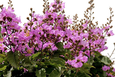 LAGERSTROEMIA (SAVNI)