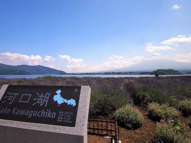 河口湖　湖北ビューライン　大石公園