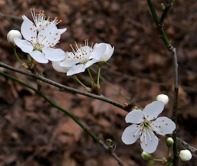 Prunellier (Prunus spinosa)