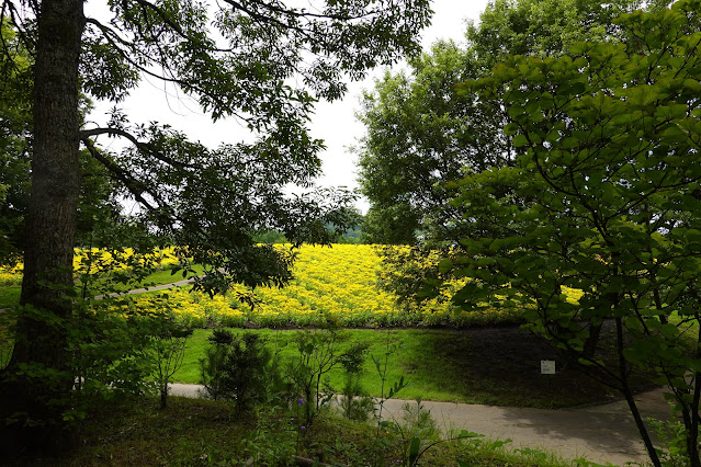 鳥取県西伯郡南部町鶴田　とっとり花回廊　花の丘