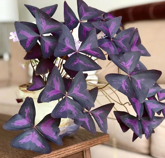 Кислица треугольная (Oxalis triangularis)