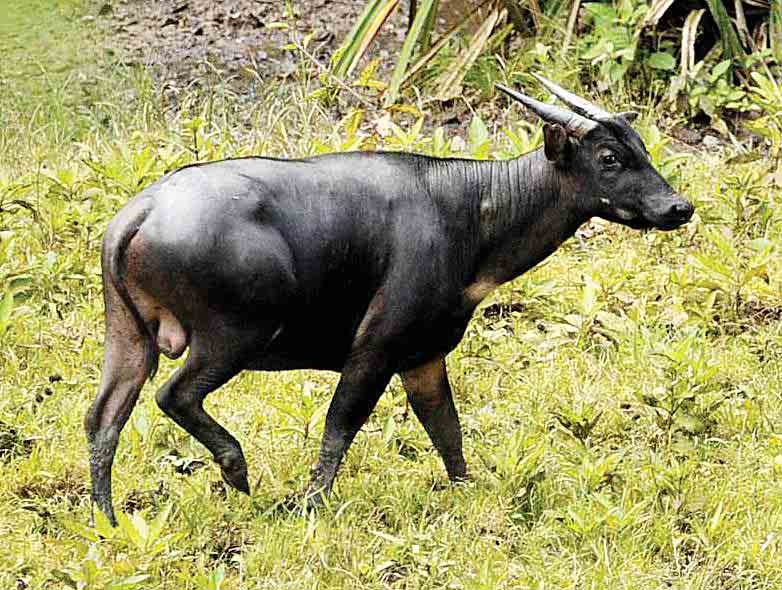 13+ Gokil Abis Hewan Langka Khas Sulawesi