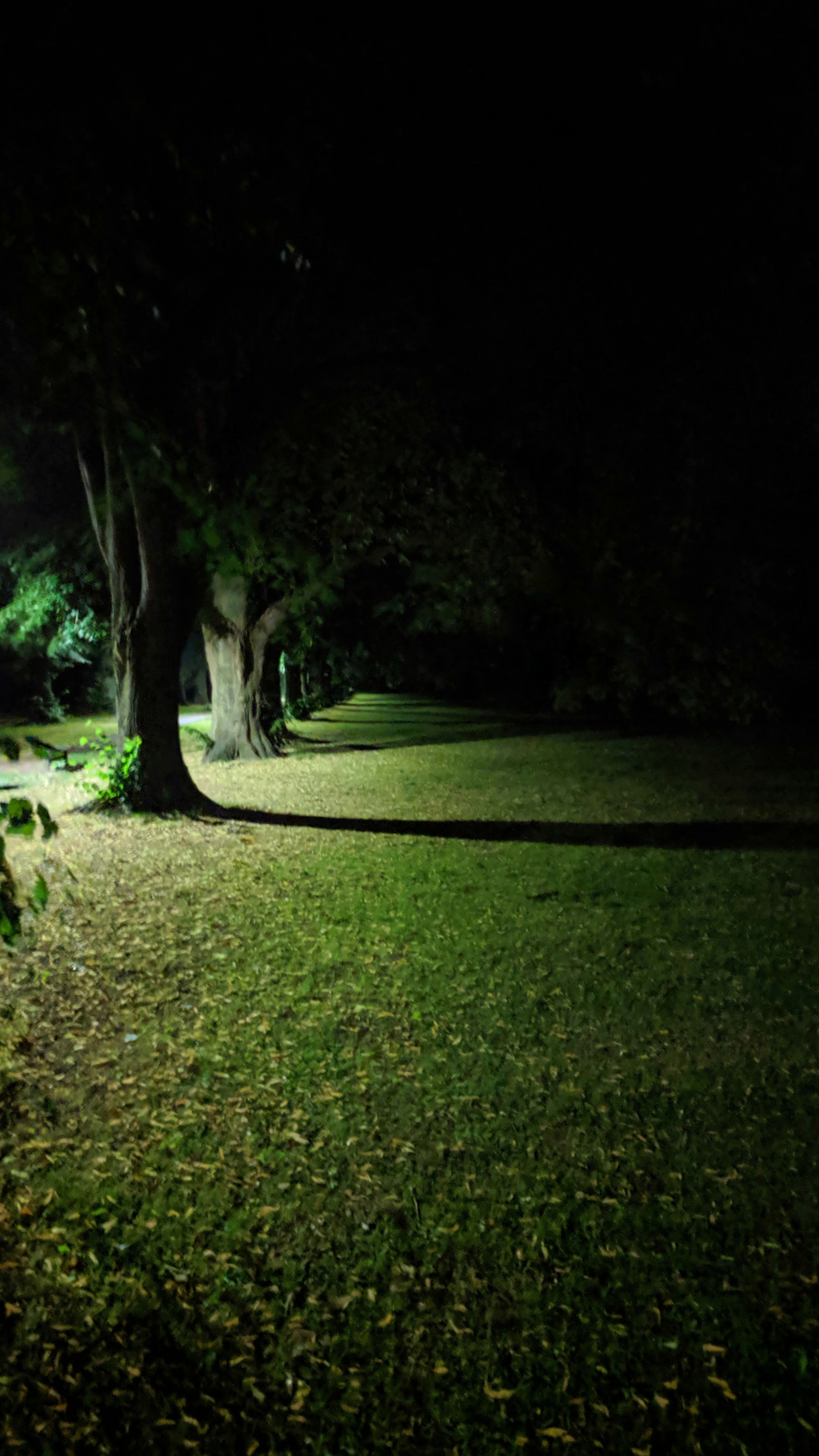 Trees of Chippy at nighttime