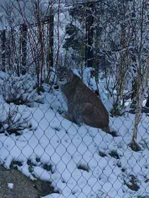 雪のヘラブルン動物園のヤマネコ