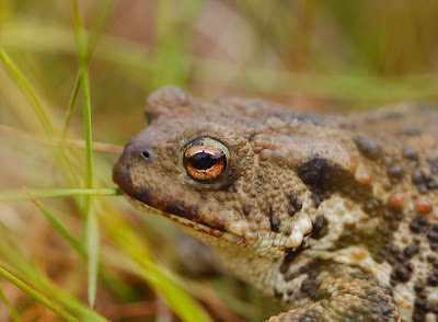 toad (Bufo bufo)