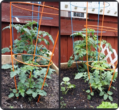 tomatoes