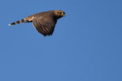 American Kestrel Trans Canada Trail.