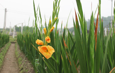 bón phân cho hoa lay ơn