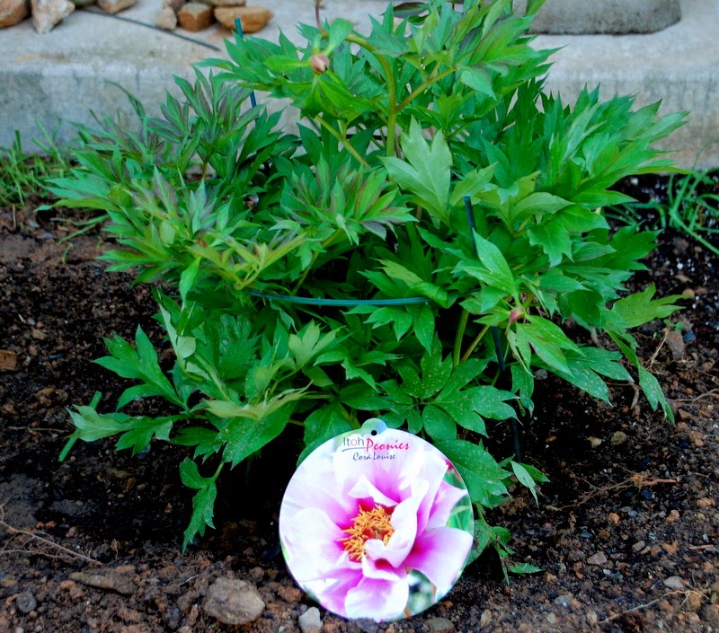 拈花惹草集 伊藤牡丹 牡丹 芍藥的混種 Itoh Peony