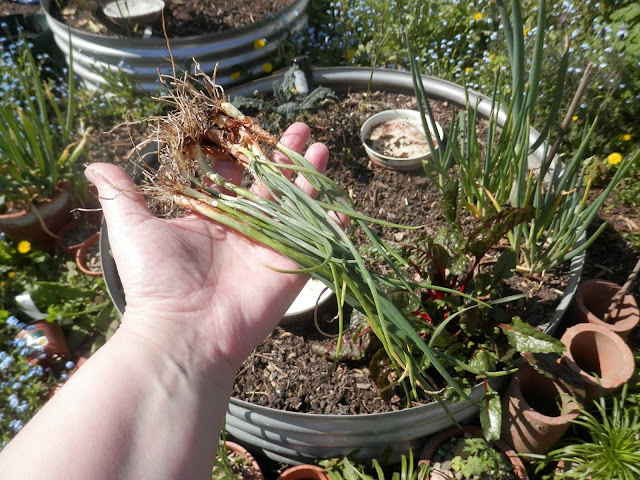 My homegrown harvest, April 2019.  From UK suburban permaculture (ish) gardener, secondhandsusie.blogspot.com #gardenharvest #homegrownharvest #suburbanpermaculture #urbangarden #homegrowncaulflower #homegrownshallots