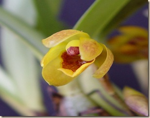 Maxillaria barbosae