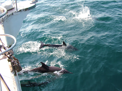 Looking over bow of boat at dolphins jumping in blue water