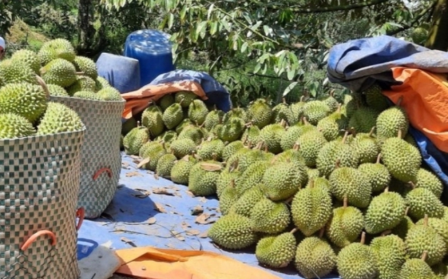 Giá sầu riêng dù giảm nhưng nhà vườn vẫn có lãi