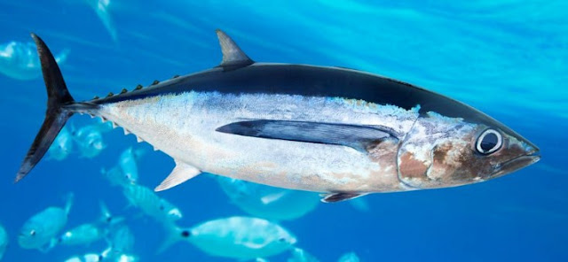 ikan tuna sirip biru