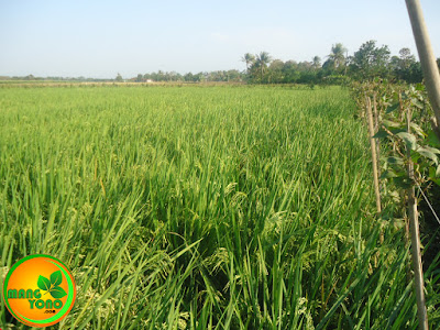 Padi IR - 42 Tinggi tanaman sekitar 1 Meteran