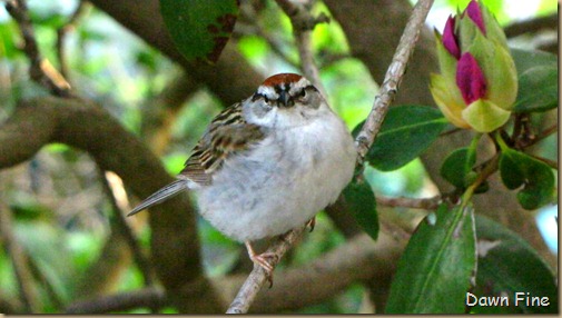 Birds at window_033