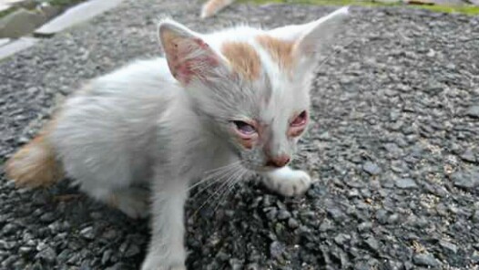 9 Penyakit Pada  Kucing  Kampung dan Cara Mengobatinya