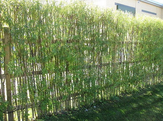 20 inspirasi desain pagar  dari bambu  1000 Inspirasi 