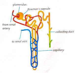 Enlarged view of a nephron or kidney tubule
