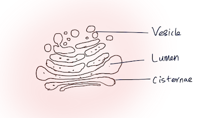 Golgi-complex