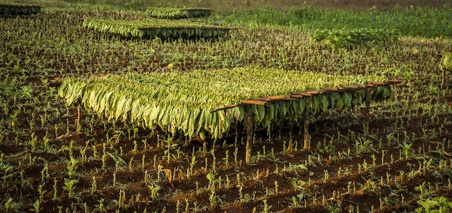 tobacco plantation with tobacco leafs drying 